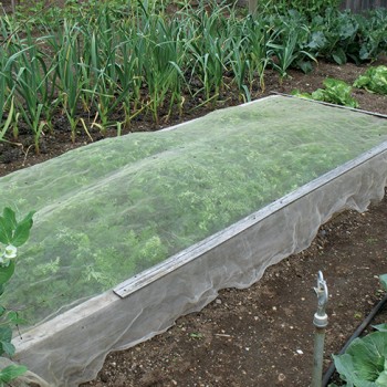 La fondation de la réalisation de la non-pollution des légumes - insectes insectes