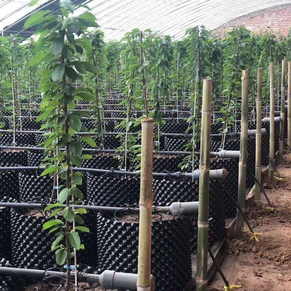 Récipient de contrôle de la racine de plante