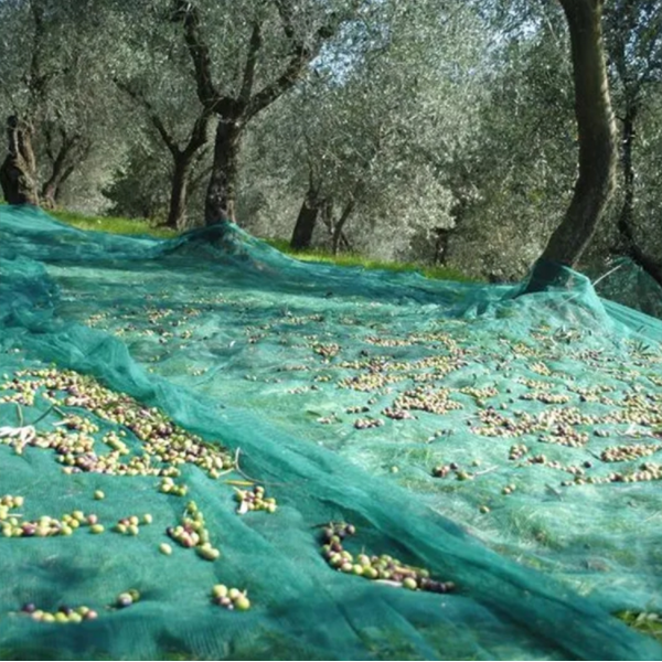 Faites-vous connaître Olive Net