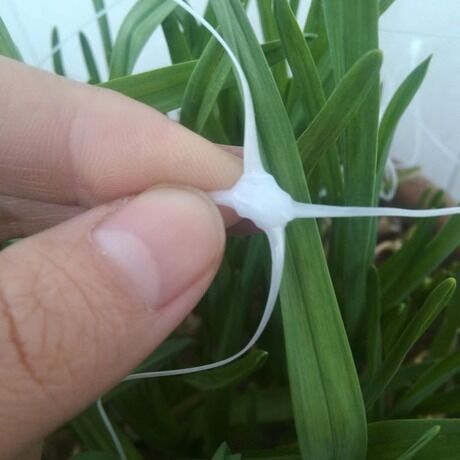 Filet de soutien aux plantes