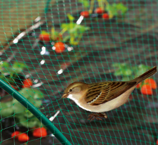 filet à oiseaux