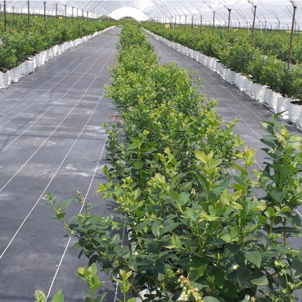 Application du tapis de mauvaises herbes horticoles