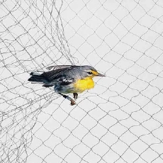 Netting d'oiseau vignoble