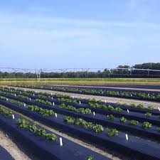 Agriculture du film de paillis en plastique