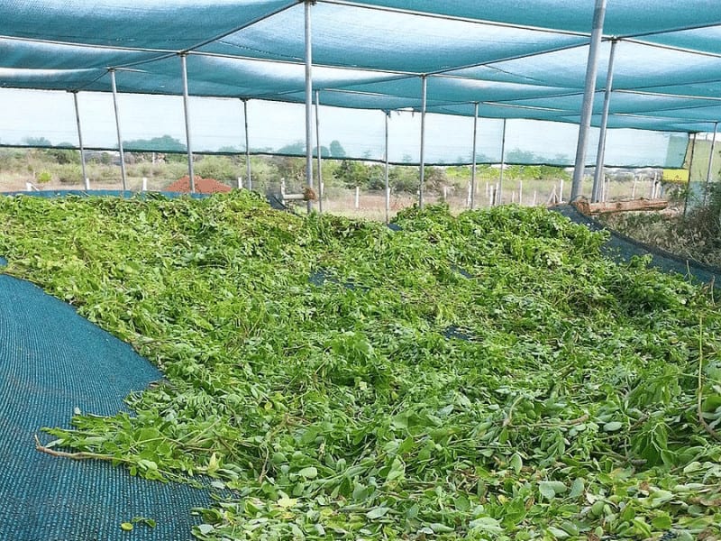 Netting d'ombre verte