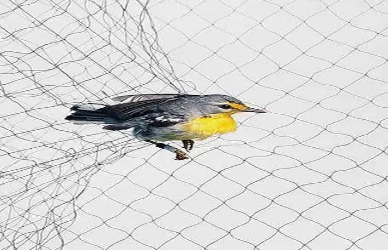 Filet anti-oiseau
