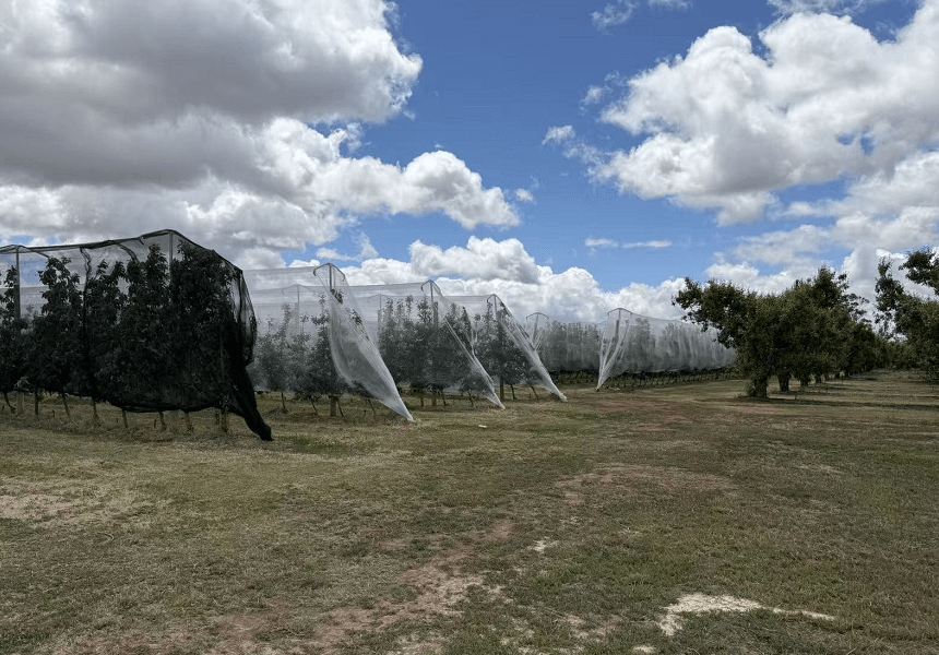 Vignobles avec filet anti-grêle